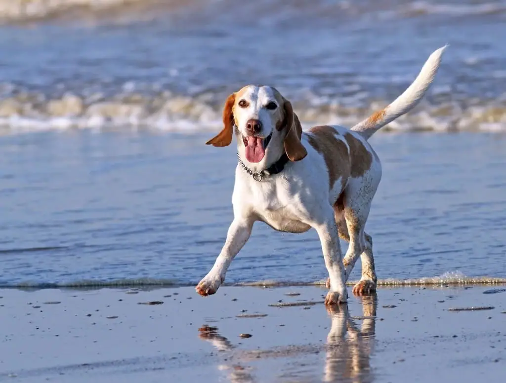 Perro corriendo a la orilla del mar